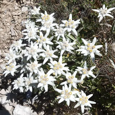 Alloggio Vinadio * Vinadio