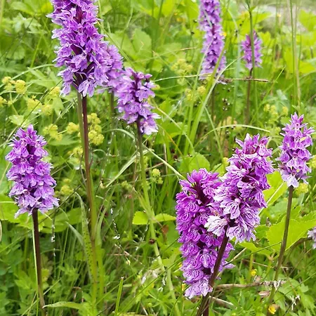 Apartment Alloggio Vinadio